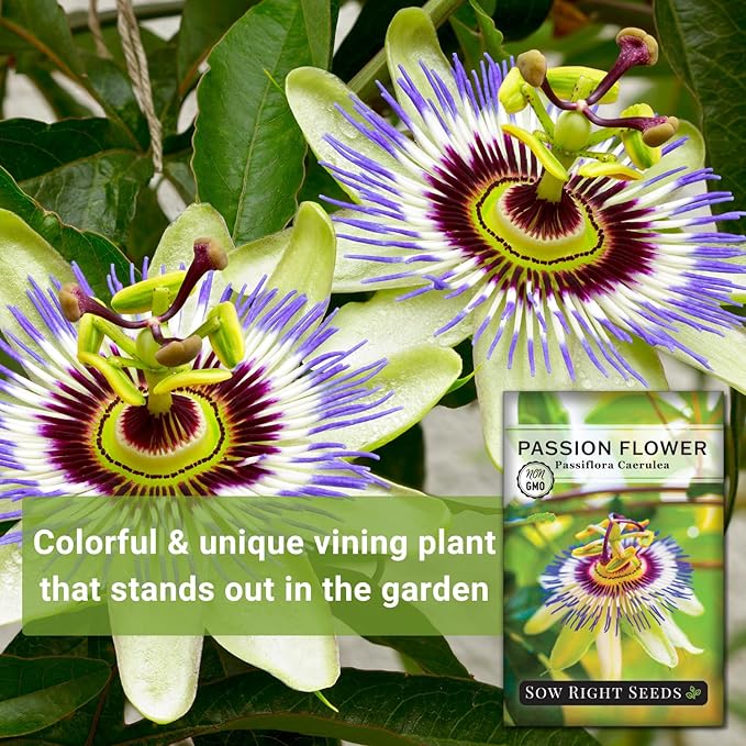 Sow Right Seeds - Passion Flower (Passiflora caerulea) Seeds for Planting - Beautiful Flowers to Plant in Your Garden - Non-GMO Heirloom Seeds - Exotic and Colorful Blooms - Attract Pollinators