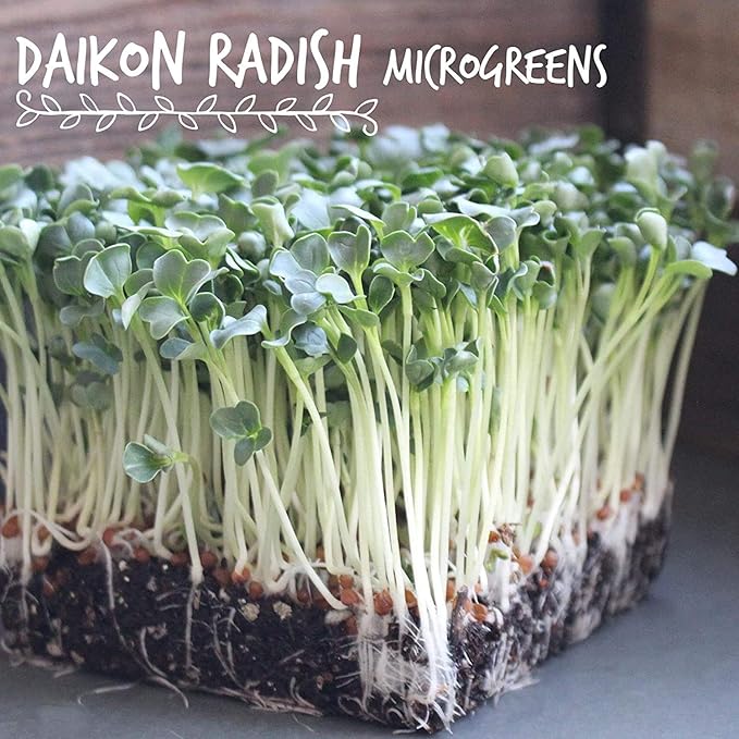 Handy Pantry Organic Radish Sprouting Seeds | 2.5 Pounds Non-GMO Daikon Seed | Bulk Radish Seeds for Planting, Sprouting, & Microgreens
