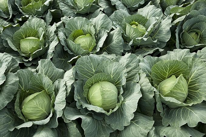 Copenhagen Cabbage Seeds for Planting – Plant & Grow Heirloom Copenhagen Cabbage in Home Outdoor Vegetable Garden, Brassica oleracea VAR. capitata – 5 Packets