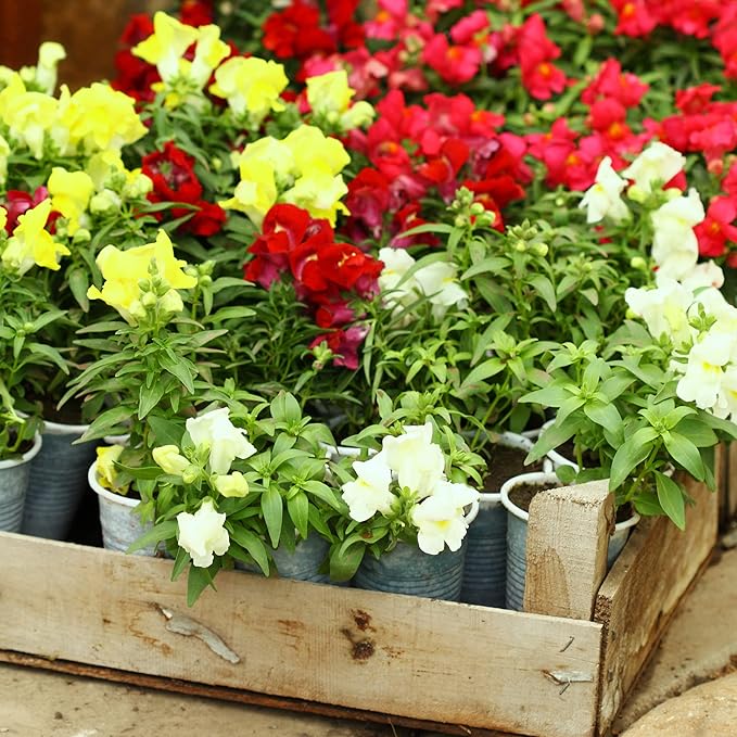 Park Seed Snap Dragon Flower Plant Seeds – Night and Day Variety with Striking Scarlet and White Blooms, Cool-Season Scented Annual for Beds and Borders, Bold Contrast for Spring and Fall, Pack of 100