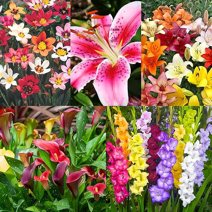 Complete Flower Bulb Garden - 75 Bulbs for 50 Days of Continuous Blooms (Summer Color from July Through October) - Easy to Grow Summer Planting Bulbs by Willard & May