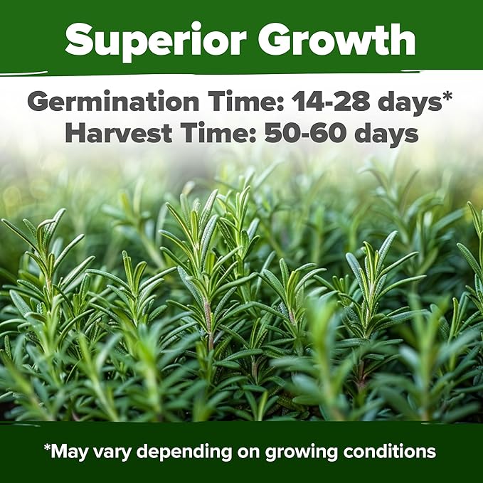 HOME GROWN Rosemary & Mint Seeds Bundle – 3900+ Non-GMO Herb Seeds for Indoor/Outdoor Growing – High Germination – USA-Sourced Seeds for Tea, Cooking & Aromatic Gardens