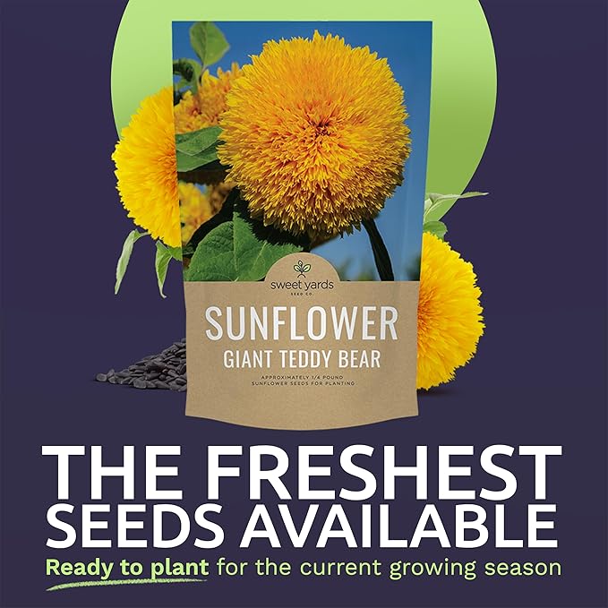 Giant Teddy Bear Sunflower Seeds - Bulk 1/4 Pound Bag - Over 5,000 Fresh Open Pollinated Non-GMO Flower Seeds - Helianthus annus - Unique Bloom Hundreds of Fluffy Yellow Petals