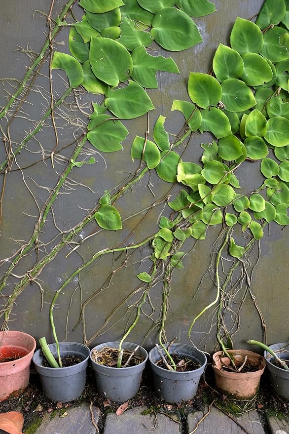 GARDENERA Shingle Plant Soil Mix - Specially Formulated for Strong Root Development - 2 Quart