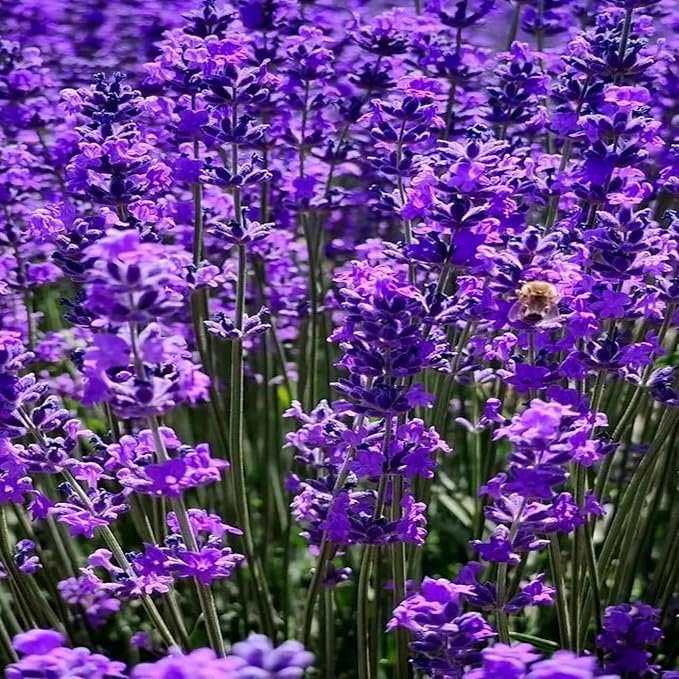 4000 Seeds Lavender Flower Seeds, 90-120 Days to Bloom, Summer Flowering, Drought-Tolerant Herb