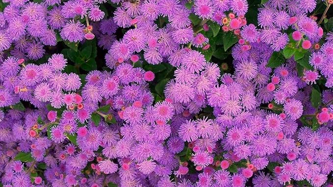 Ageratum Pink Floss Flower Seeds 400+ Seeds for Planting Non-GMO Flower Garden