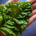 Basil Seeds - Lettuce Leaf - 1 Oz ~2,000 - Culinary Herb Gardening & Microgreens Seeds - Non-GMO, Heirloom, Open Pollinated, Annual