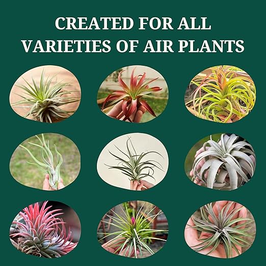Cute Farms Tillandsia Air Plant Fertilizer | Gentle Weekly Use Formula Plant Food | Formulated Nutrients for Air Plants (Two - 8 oz. Spray Bottle)