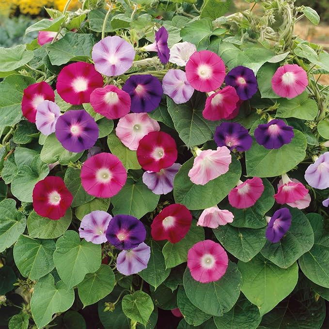 Eden Brothers Morning Glory Seeds - Fieldgrown Mix, Non-GMO Seeds for Planting, 1 oz | Low-Maintenance Flower Seeds, Plant During Spring, Zones 1, 2, 3, 4, 5, 6, 7, 8, 9, 10