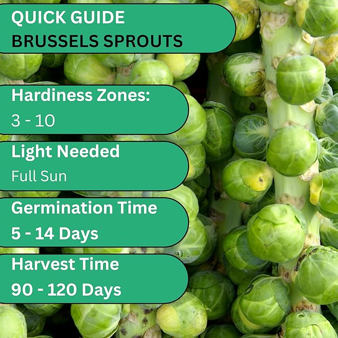 Woods Creek Seeds: Long Island Brussel Sprouts Seeds for Planting - Over 900 Heirloom Non-GMO Brussels Sprouts Seed Pack for Fall & Winter Gardens - Brussel Sprout Seeds for Indoor & Outdoor Garden
