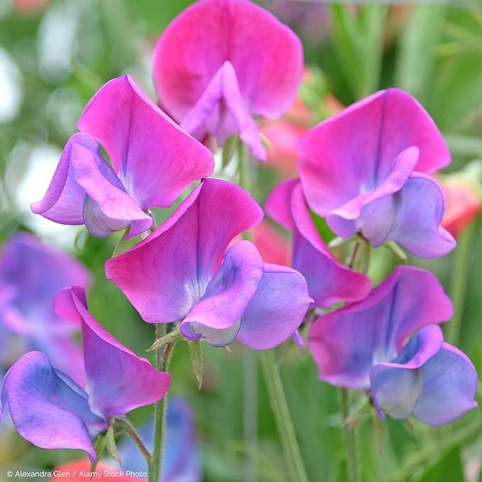 500+Mixed Sweet Pea Seeds for Planting Outdoors-Perennial Ornamental Flower Planting for Garden Container
