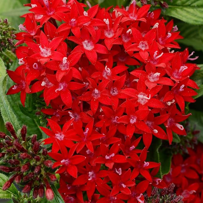 100+ Perennial Pentas Lucky Star Seeds for Planting Outdoor-Pentas Lanceolata Flowers Seeds Non-GMO -Egyptian Star Cluster Seeds Garden Home Plant