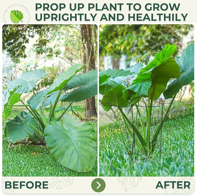 LEOBRO Plant Support, 8 PCS Peony Cages and Supports, Metal Plant Stakes, Plant Supports for Indoor Plants, Outdoor Plants, Monstera Hydrangea Support Cage, 10" W x 24" H