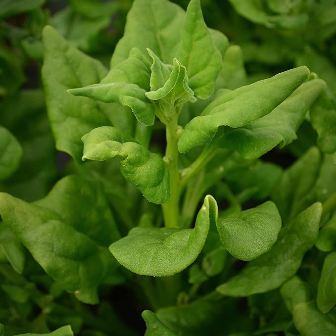 New Zealand Spinach - 50 Seeds - Heirloom Spinach Variety, Heat-Tolerant Spinach, Non-GMO Vegetable Seeds for Planting Outdoors in The Home Garden, Thresh Seed Company