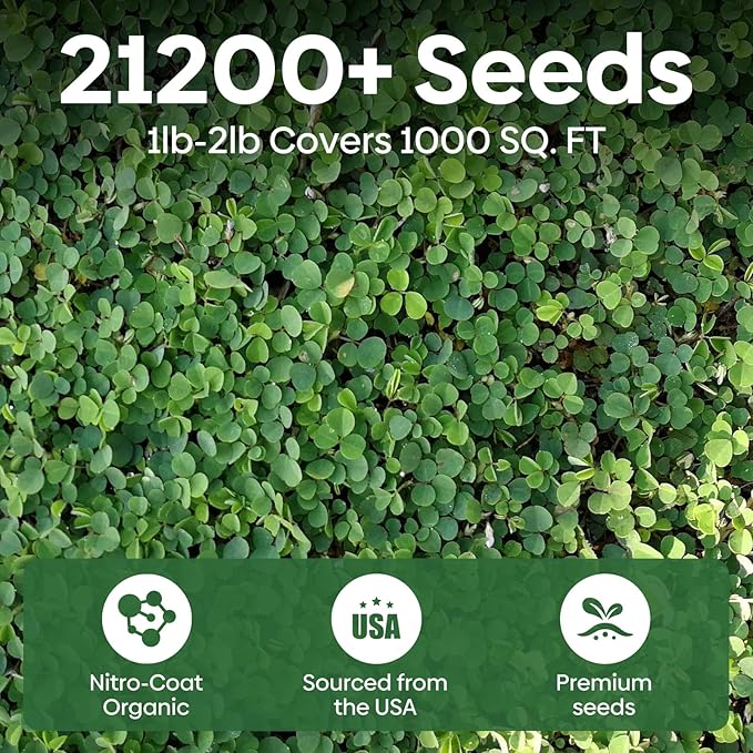 Groundio Mini White Clover Seeds 1LB, 4-6 inch Tall Perennial Dwarf Dutch Clover Trifolium Repens, Low-Maintenance, Ground Cover Small Green Leaf, Nitro Coated and Inoculated, USDA Zones 3-10