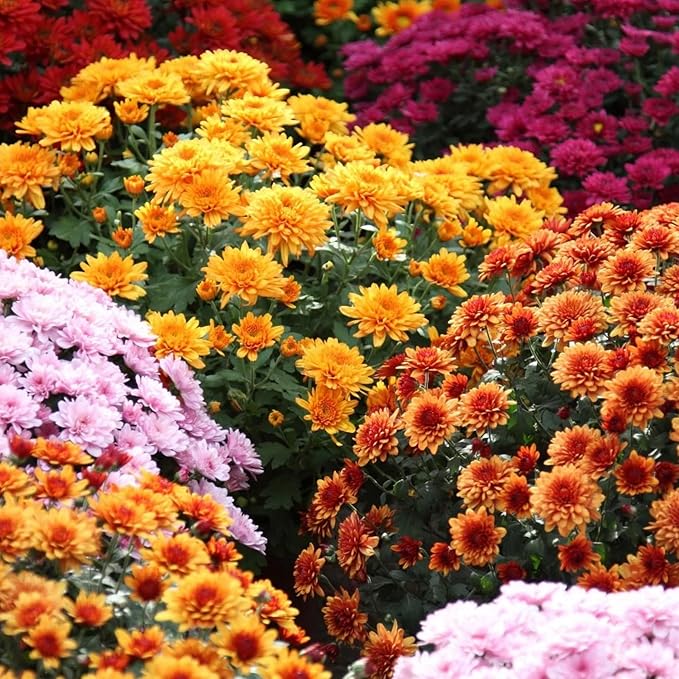 400+ Mixed Color Chrysanthemum Seeds Hardy Garden Flower Seeds - Rare Ground Cover Plant Landscape for Garden Outdoor