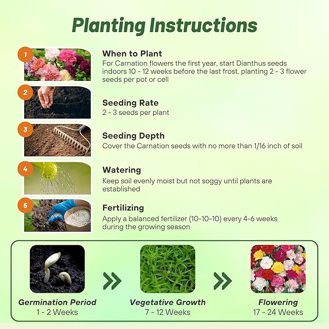 Outsidepride Chabaud Mix Carnation Seeds - 2000 Pcs Perennial, Easy to Grow Flower Seeds for Planting with Fragrant Blooms, Ideal for Pollinators, Cutting Gardens, Bouquets, & Floral Arrangements