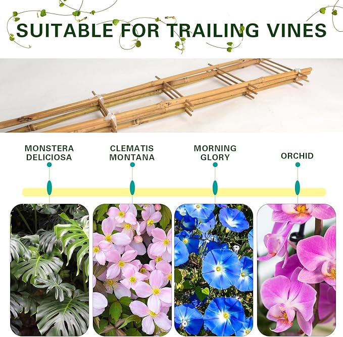 Bamboo Trellis 2FT 3 Pack, S2 Natural Bamboo Plant Ladder Stakes 24 Inch, Fan-Shaped Plant Support Stand for Orchid Vines, Monarchs, Ivy and Other Plants Climbing, Help Plant Growth