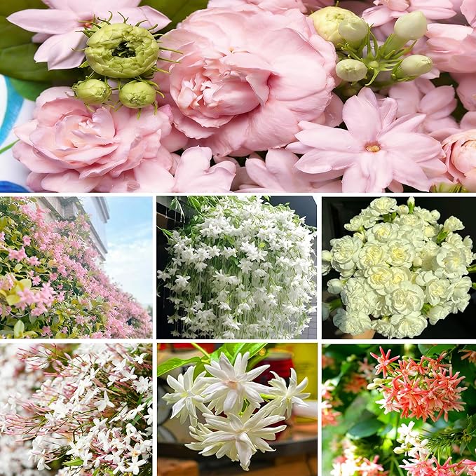 Climbing Jasmine Seeds for Planting, 109+pcs Perennial Fragrant Climbing Jasmine Flower Seeds Plants, Heirloom Non-GMO Beauty Climber Flowers for Home Garden Outdoors