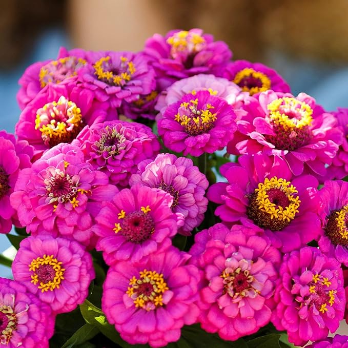 Eden Brothers Zinnia Seeds - Pumila Violet, Non-GMO Seeds for Planting, Packet | Low-Maintenance Flower Seeds, Plant During Spring, Zones 3, 4, 5, 6, 7, 8, 9, 10