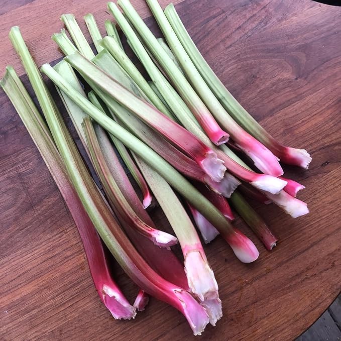 Organic Victoria Rhubarb Seeds (Rheum rhabarbarum) 100 Seeds (2.5 Grams) - Perennial Vegetable for Pies by Smoke Camp Crafts