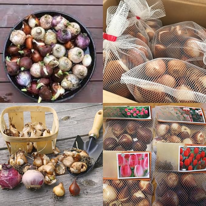 Flower Bulbs for Fall Planting, Top-Size Bulbs with 5 Varieties for Colorful Spring Blooms, Continuous 50 Days of Colorful Blooms (Mixed Flower Bulbs)