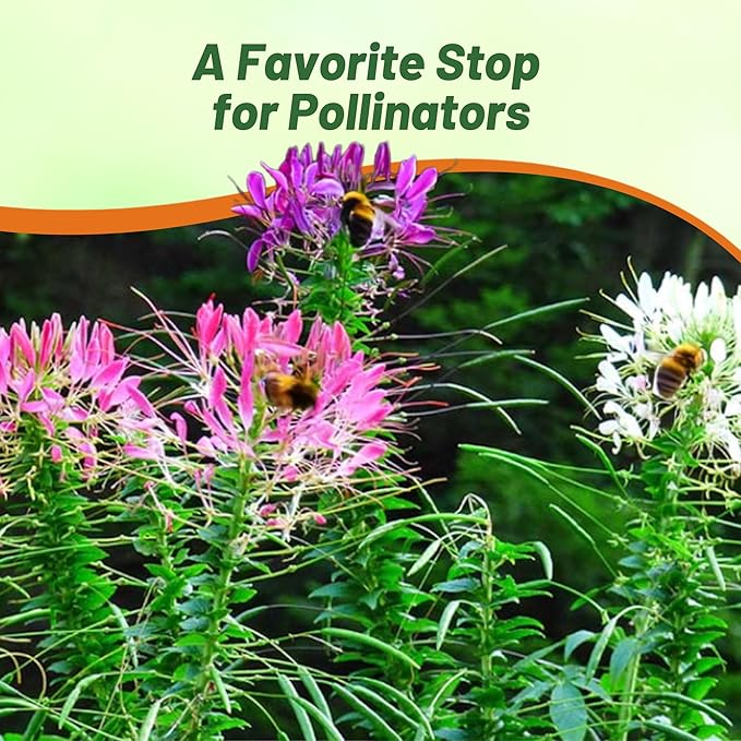 Outsidepride Mix Cleome Seeds - 1000 Pcs Annual Flower Seeds with Large, Airy, Spidery Blooms, Drought Tolerant Spider Plant for Xeriscaping, Flower Bed, Border, Pollinator, & Cut Flower Garden