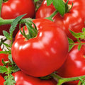 Organic Delicious Tomato 0.25 Oz ~1,700 Seeds – 77 Days – Giant Red Slicing Variety – Heirloom, Indeterminate – Non-GMO, Open-Pollinated – Few Seeds, Meaty Flesh – Garden, Greenhouse, Raised Bed