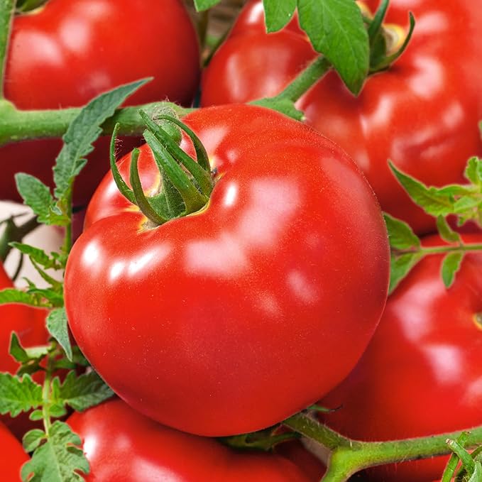Organic Delicious Tomato 0.25 Oz ~1,700 Seeds – 77 Days – Giant Red Slicing Variety – Heirloom, Indeterminate – Non-GMO, Open-Pollinated – Few Seeds, Meaty Flesh – Garden, Greenhouse, Raised Bed