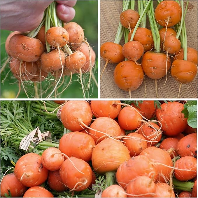 Seed Needs Carrot Seeds for Planting Paris Market Carrots - Non-GMO Heirloom & Untreated Annual Cool Weather Crops - Grow a Home Grown Outdoor Vegetable Garden (5 Packs)
