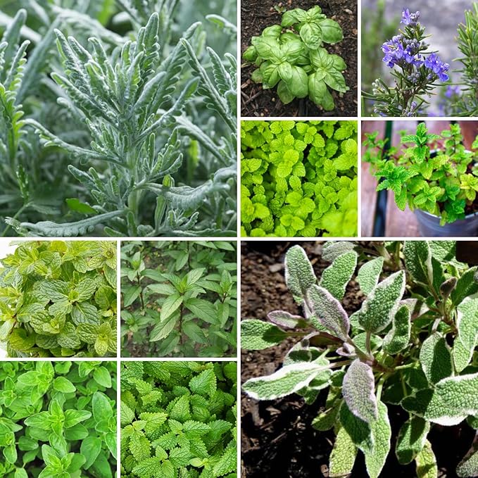 5 Assorted Herb Live Plants, Combo Herb Starter Plants, 4-8" Tall Mix Rosemary, Lemon Balm, Basil, Oregano and More Fragrant Herbs Varieties for Garden, Patio and Kitchen Growing, No Pot