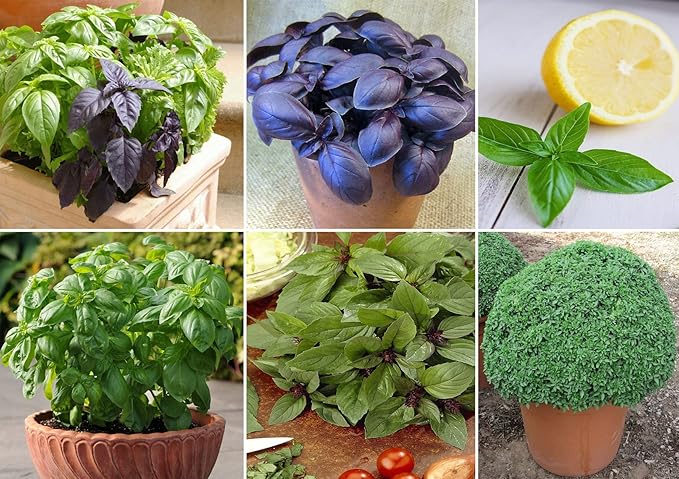 Seeds Basil Mix of Red Green Purple Indoor Sweet Heirloom Herbs Non GMO