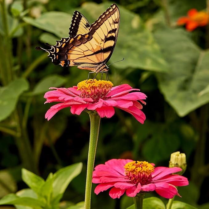 Burpee 'State Fair Mixed Colors' Zinnia Flower Seeds - 650mg Seed Packet for Home Gardening - Heirloom, Mildew Resistant, Annual Cut Flower, Vibrant Mixed Colors, Pollinator Friendly
