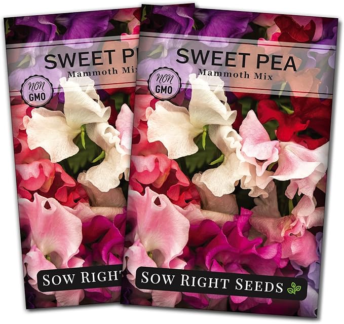 Sow Right Seeds - Mammoth Mix Sweet Pea Seeds for Planting - Beautiful Flowers to Plant in Your Garden - Non-GMO Heirloom Packet - Fragrant Colorful Blooms for Bouquets - Wonderful Gardening Gift (2)