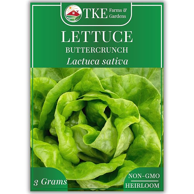TKE Farms & Gardens - Buttercrunch Lettuce Seeds for Planting, 2500+ Seeds, Heirloom, Non-GMO, 3 Grams, Indoor & Outdoor Gardens, Butterhead Lettuce (Lactuca Sativa), Growing Instructions Included