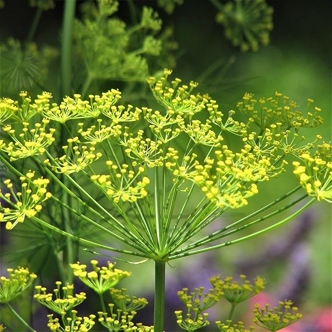 Mammoth Long Island Dill Seeds - 100 Count Seed Pack - Ferns are Large and Extremely Fragrant. - Country Creek LLC