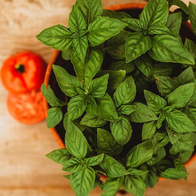 Genovese Basil - 250 Seeds - Heirloom Basil Variety, Non-GMO Heirloom Herb Seeds for Planting, Grow Kitchen Herbs Indoors or Outdoors in Containers, aerogardens, Home Garden, Thresh Seed Company
