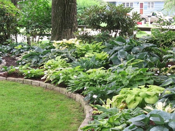 6-Pack Mixed Hosta Root Value Bag | Vibrant Variety for Beautiful Summer Perennial Gardens - Shade or Part Sun Loving - Low Maintenance Easy to Grow
