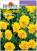 Burpee Early Sunrise Coreopsis Seeds - AAS Winner Perennial Flower