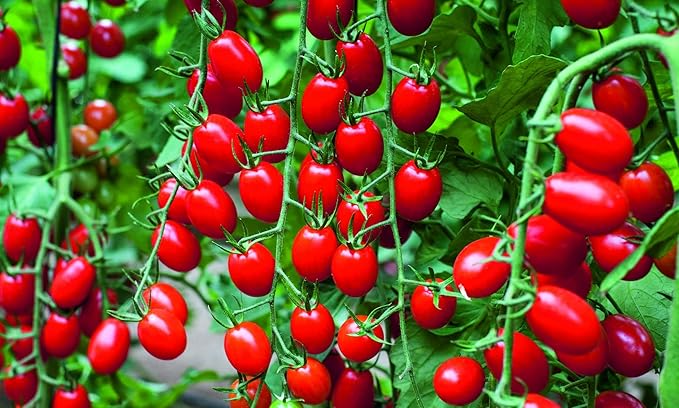 Seeds Red Cherry Tomato - Heirloom Vegetable - GMO Free