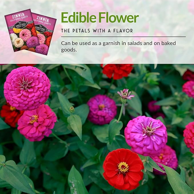 California Giants Zinnia Seeds – Large Colorful Cut & Come Again Blooms – Color Mix – Easy to Grow Annual Flower Mix of Colors – Pollinator Favorite – Survival Garden Seeds (1 Pack)