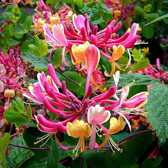 300+ Honeysuckle Seeds for Planting Honeysuckle Vine,Honeysuckle Flower for Growing Seeds in The Garden Home Outdoor