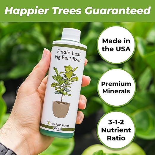 Perfect Plants Liquid Fiddle Leaf Fig Fertilizer | 8oz. of Premium Concentrated Indoor Ficus Food | Get Big Leaves and Healthy Plants