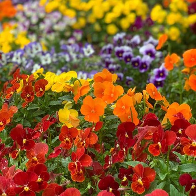 Pansy Seeds for Planting, 8000pcs Perennial Viola Tricolor Pansy Flower Seeds, Non-GMO Heirloom Home Garden Cold Hardy Rare Blooms Beauty Flowers Plants for Outdoors Indoors