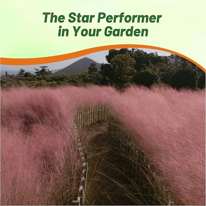 Outsidepride Pink Muhly Ornamental Grass Seeds - 100 Pcs, Perennial, Drought Tolerant, Low Maintenance, Ornamental Tall Grass Plants, Fast Growing for Landscaping, Outdoor Garden, Privacy Plants