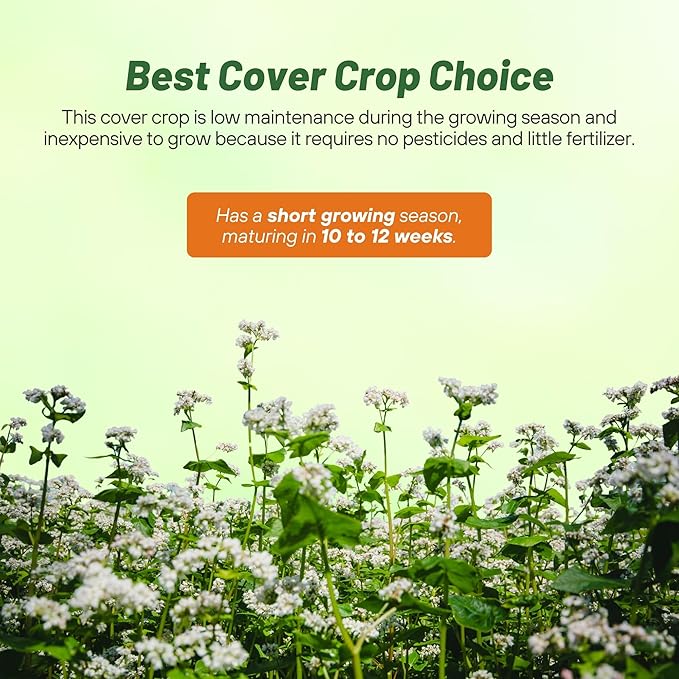 Outsidepride Buckwheat Seeds - 5lbs Annual, Fast-Growing, Easy to Grow Buckwheat Cover Crop Seeds for Green Manure, Bee Pasture & Pollinators, Wildlife Habitat, Soil Improvement, and Erosion Control