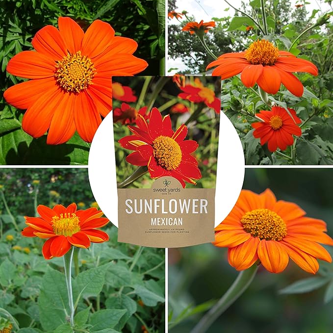 Mexican Sunflower Seeds – Bulk Quarter Pound Bag – Over 10,000 Open Pollinated Non-GMO Wildflower Seeds – Tithonia rotundifolia
