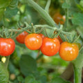 Matt's Wild Cherry Tomato Seeds - 1 Oz ~6800 Seeds - Non-GMO, Heirloom - Vegetable Garden - Solanum lycopersicum