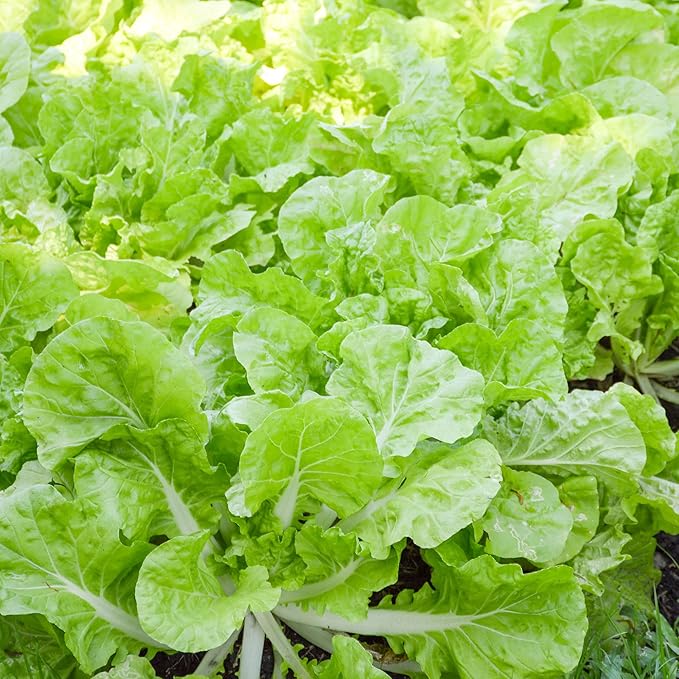 Chinese Cabbage Seeds - Beka Santoh - 1 Oz ~9000 Seeds - Non-GMO, Heirloom - Asian Garden Vegetable & Microgreens