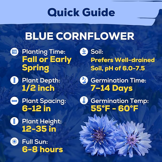 Bachelor Button Seeds, 6000+ Blue Cornflower Seeds, Wildflower Seeds for Planting Outdoor, Non-GMO Heirloom Seeds for Garden Pollinator, Low Maintenance Flower Seeds - Centaurea cyanus